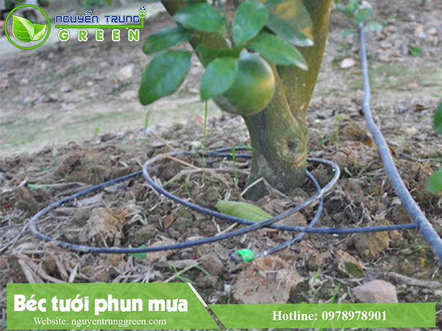 DỊCH VỤ LẮP ĐẶT HỆ THỐNG BÉC TƯỚI PHUN MƯA TẠI BÌNH PHƯỚC