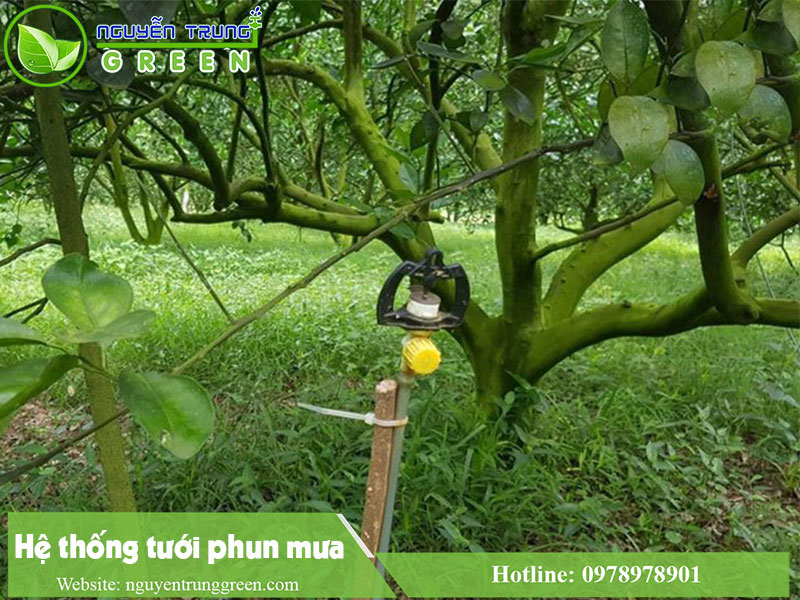 Hệ thống tưới phun mưa cho cây cam tại Tây Ninh