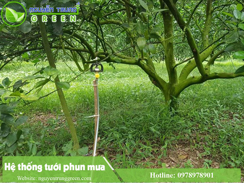 Hệ thống tưới phun mưa cho cây cam 