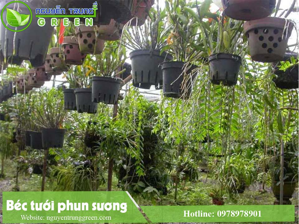 Hệ thống tưới phun sương cho hoa lan